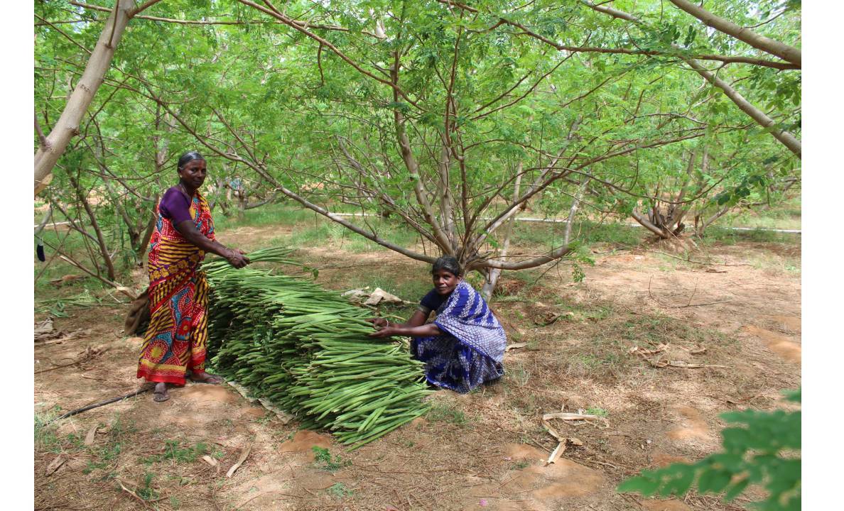 ARWDM community women's meeting Tirunelveli